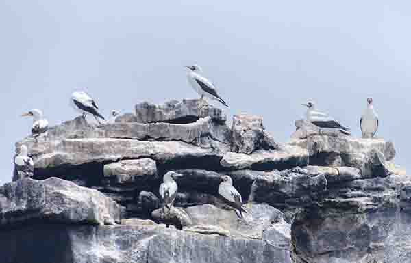 Piquero de Nasca - islote - islas Galápagos - Ecuador 1.jpg
